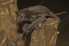 Morcego 3 <em>(2575)</em>