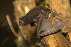 Morcego 4 <em>(2576)</em>