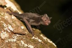 Morcego 5 <em>(2577)</em>