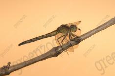 Libelula 86 <em>(2579)</em>