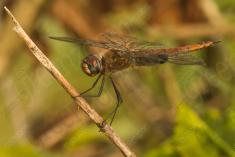 Libelula 87 <em>(2580)</em>