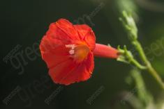 Flor 282 <em>(2581)</em>