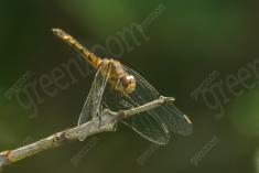 Libelula 88 <em>(2582)</em>