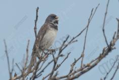 Coleirinho 6 <em>(2583)</em>