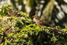 Anu Branco 3 <em>(2584)</em>