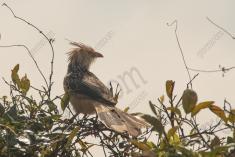 Anu Branco 4 <em>(2585)</em>