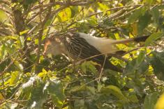 Anu Branco 5 <em>(2586)</em>