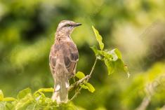 Sabiá do Campo 12 <em>(2588)</em>