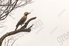 Pica Pau 19 <em>(2589)</em>