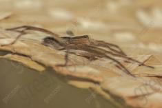 Aranha 69 <em>(2590)</em>