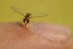 Vespa 15 <em>(2591)</em>