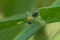 Aranha 70 <em>(2592)</em>