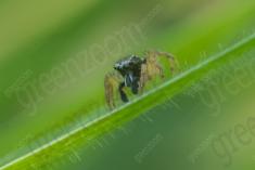 Aranha 71 <em>(2593)</em>