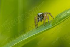 Aranha 72 <em>(2594)</em>