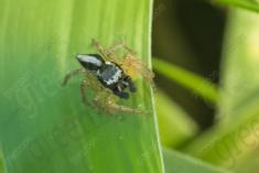 Aranha 73 <em>(2595)</em>