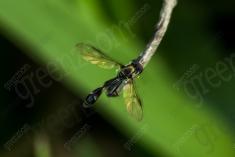 Vespa 16 <em>(2596)</em>