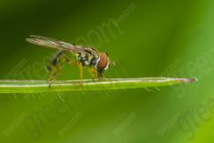 Vespa 17 <em>(2597)</em>