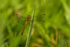 Libelula 89 <em>(2598)</em>