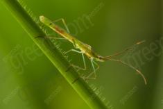 Inseto 207 <em>(2599)</em>