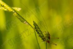 Gafanhoto 6 <em>(2600)</em>