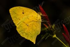 Borboleta 204 <em>(2601)</em>