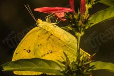 Borboleta 205 <em>(2602)</em>