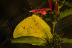 borboleta 206 <em>(2603)</em>