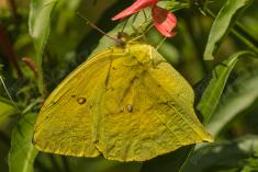 Borboleta 207 <em>(2604)</em>