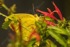 Borboleta 208 <em>(2605)</em>