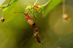 Inseto 208 <em>(2606)</em>