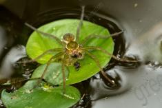 Aranha 74 <em>(2607)</em>