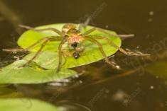 Aranha 75 <em>(2608)</em>