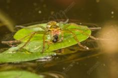 Aranha 76 <em>(2609)</em>