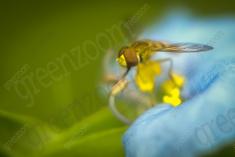 Vespa II <em>(261)</em>