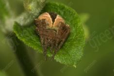 Aranha 77 <em>(2610)</em>