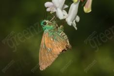 Mariposa 59 <em>(2611)</em>