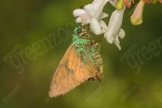 Mariposa 61 <em>(2612)</em>