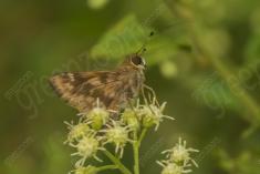 Mariposa 62 <em>(2613)</em>