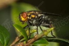 Mosca 8 <em>(2614)</em>