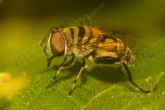 Mosca 9 <em>(2615)</em>