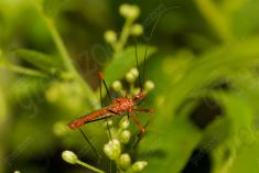 Inseto 209 <em>(2616)</em>