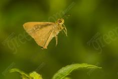 Mariposa 63 <em>(2617)</em>