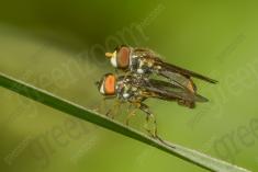 Mosca 10 <em>(2619)</em>