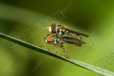 Mosca 11 <em>(2620)</em>