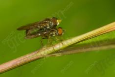 Mosca 12 <em>(2621)</em>