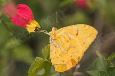 Borboleta 210 <em>(2623)</em>