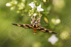 Inseto 210 <em>(2624)</em>