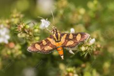 Inseto 211 <em>(2625)</em>