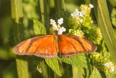 Borboleta 211 <em>(2626)</em>