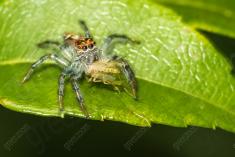 Aranha 78 <em>(2628)</em>